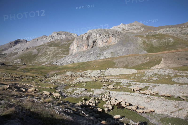 Provence666 Provence, Alpes de Haute Provence, Col de la Bonnette, troupeau de brebis et moutons, transhumance, été, route la plus haute de France et des Alpes, route la plus haute d'Europe