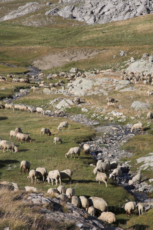 Provence669 Provence, Alpes de Haute Provence, Col de la Bonnette, troupeau de brebis et moutons, transhumance, été, route la plus haute de France et des Alpes, route la plus haute d'Europe