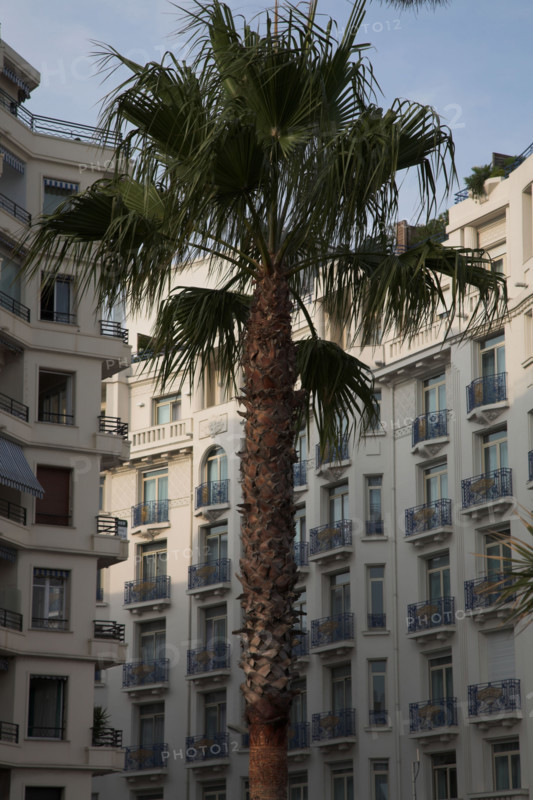 CoteAzur046 Cannes, la Croisette, palmier et façades