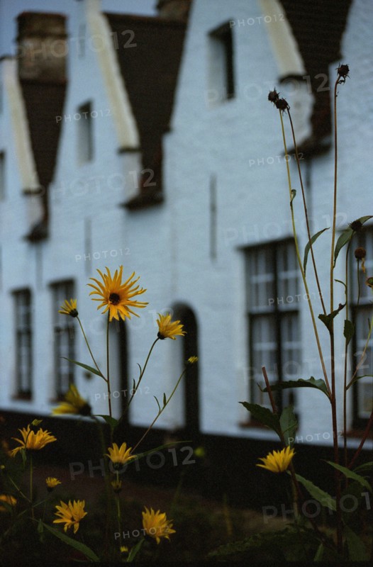 Bruges. Fleurs et jardin d'automne, à la tombée du jour, façades de maison de la ville médiévale