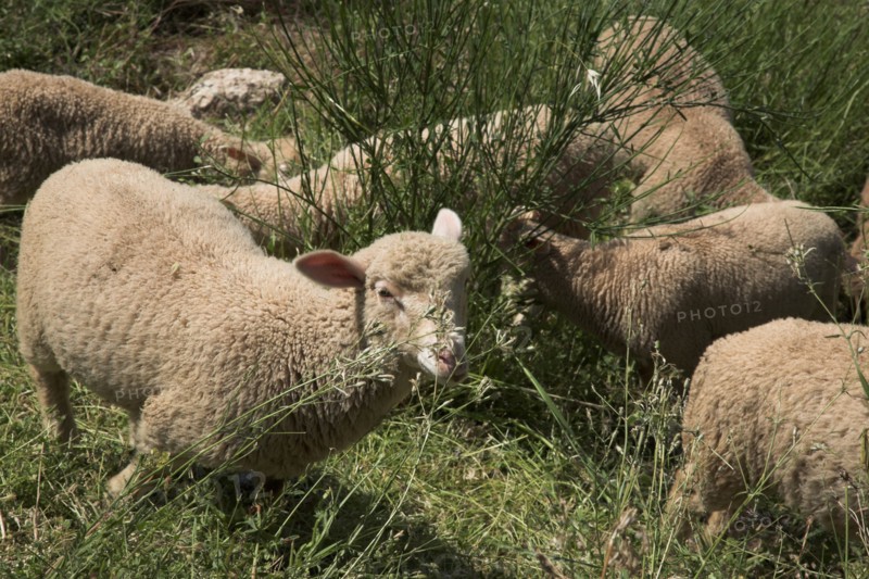Provence700 plaine en Provence, troupeau d'agneaux et de moutons