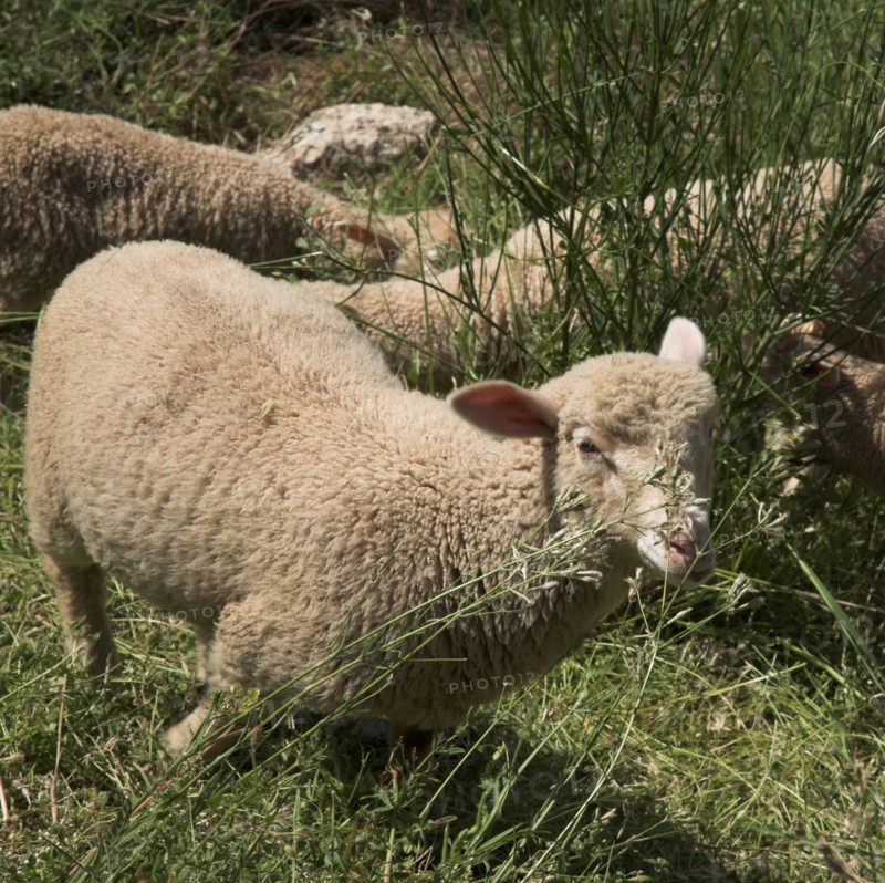 Provence701 plaine en Provence, troupeau d'agneaux et de moutons
