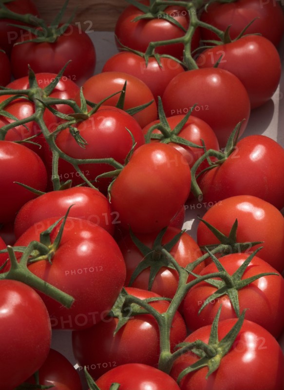 Provence748 Marché de Provence, tomates rondes