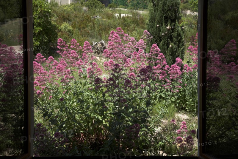 Provence671 Fleurs des champs à la fenêtre, Provence, Printemps