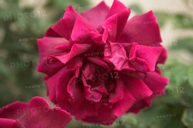 Provence685 jardin en Provence, rose ancienne rose fushia