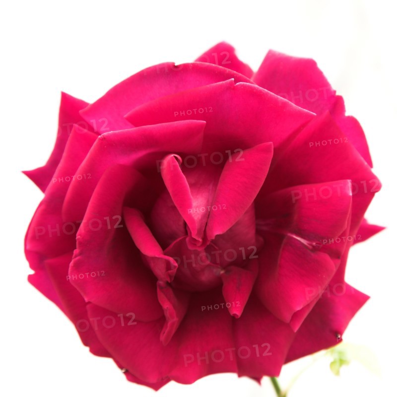 Provence687 jardin en Provence, rose ancienne rouge framboise