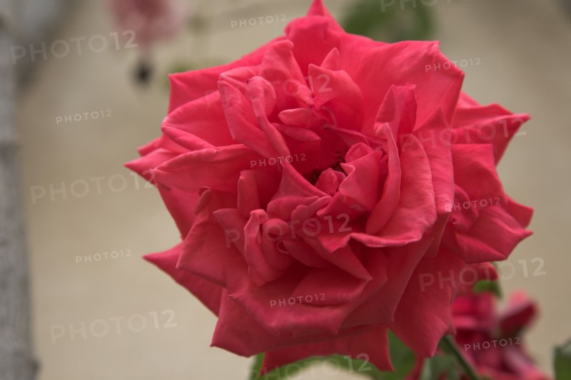 Provence688 jardin en Provence, rose ancienne rouge