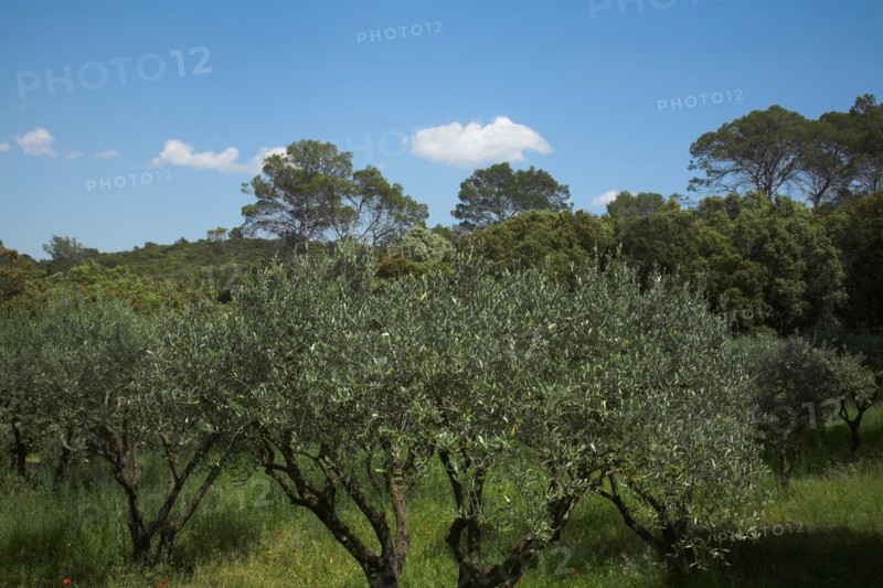Provence852 oliveraie en Provence et grands pins maritimes