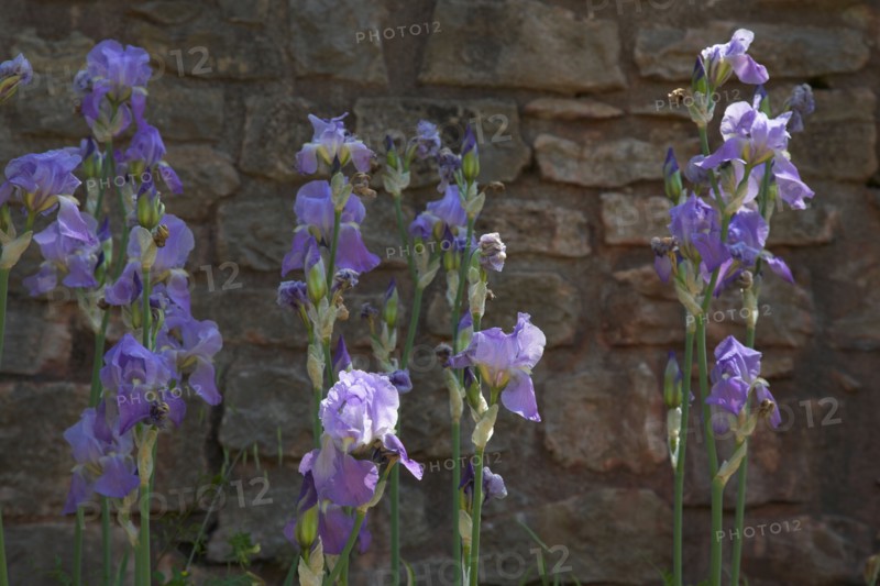 Provence856 Iris bleu et violet en Provence