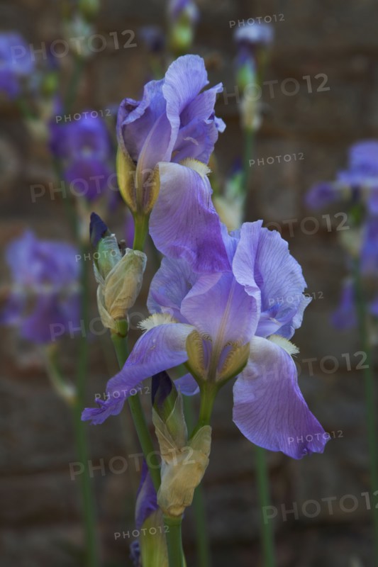Provence857 Iris bleu et violet en Provence