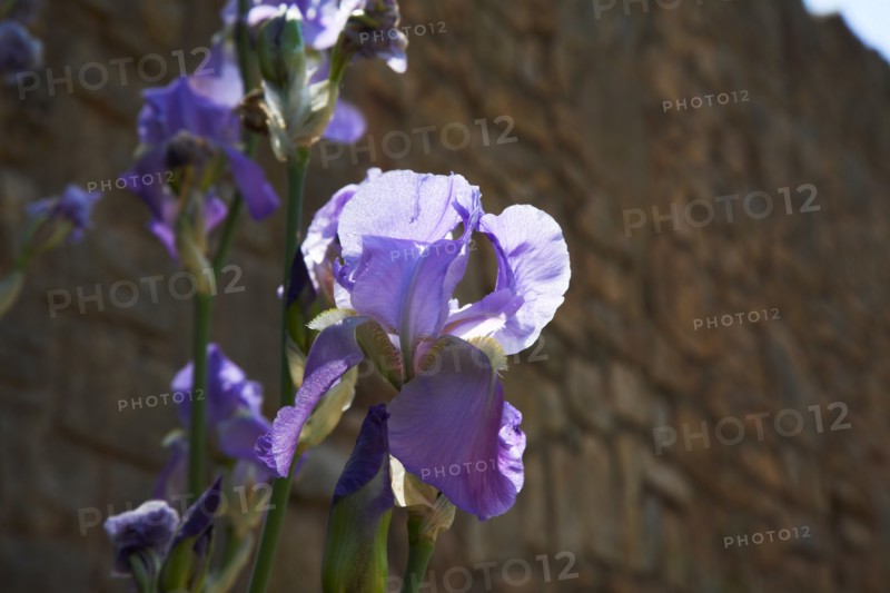 Provence858 Iris bleu et violet en Provence