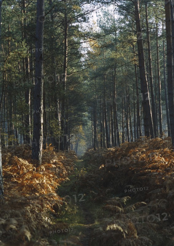 Forest of Bord-Louvier, 2004