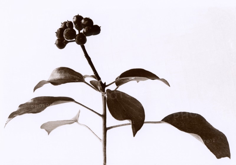 Ivy, Hedera helix