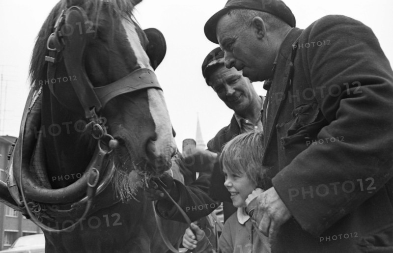 Coal delivery horse, Dublin