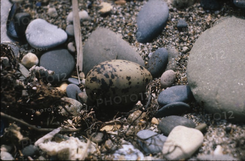 Tern eggs on beach, County Wicklow