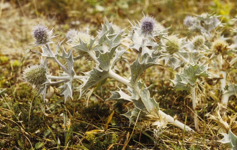 Eryngium maritimum