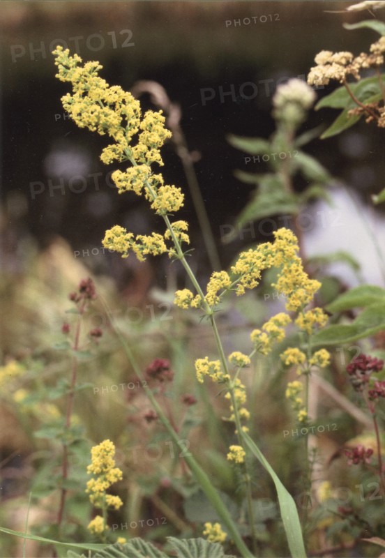 Ladys Bedstraw, Galium verum