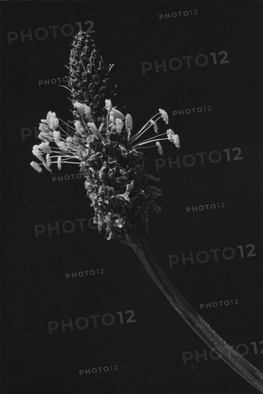 Plantain, Plantago lanceolata
