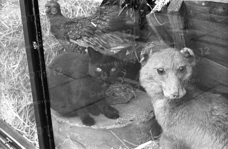 Cat in window