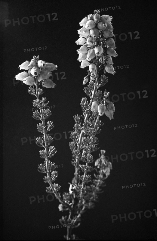 Bell heather, Erica cinera