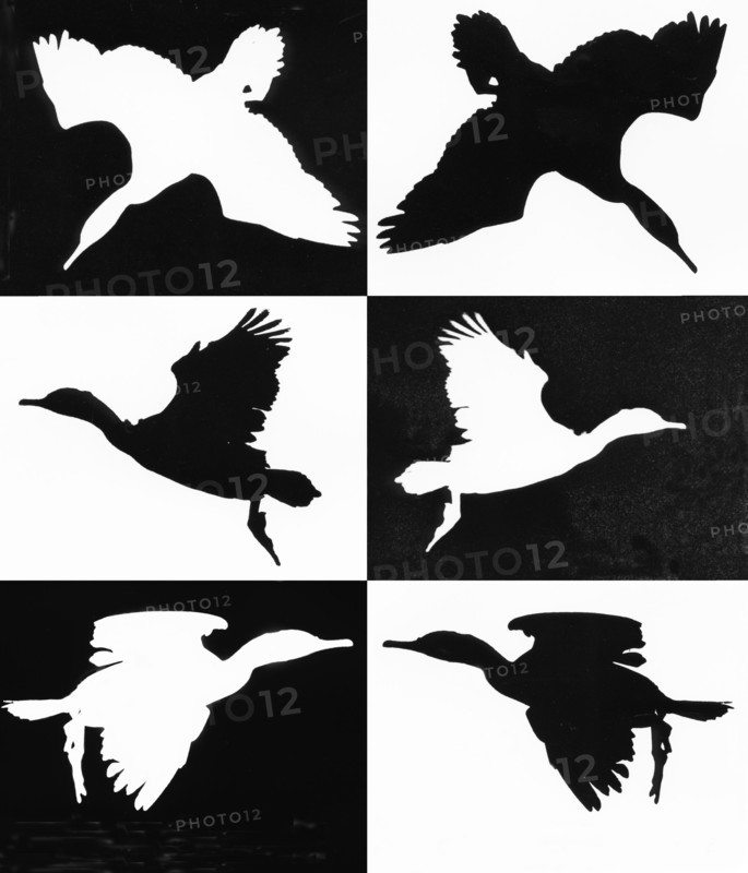 Flying shags