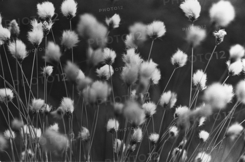Bog cotton