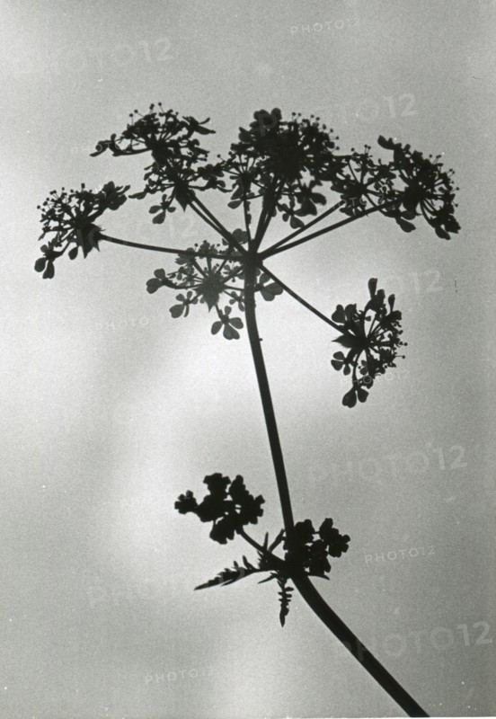 Cow Parsley, Anthriscus sylvestris