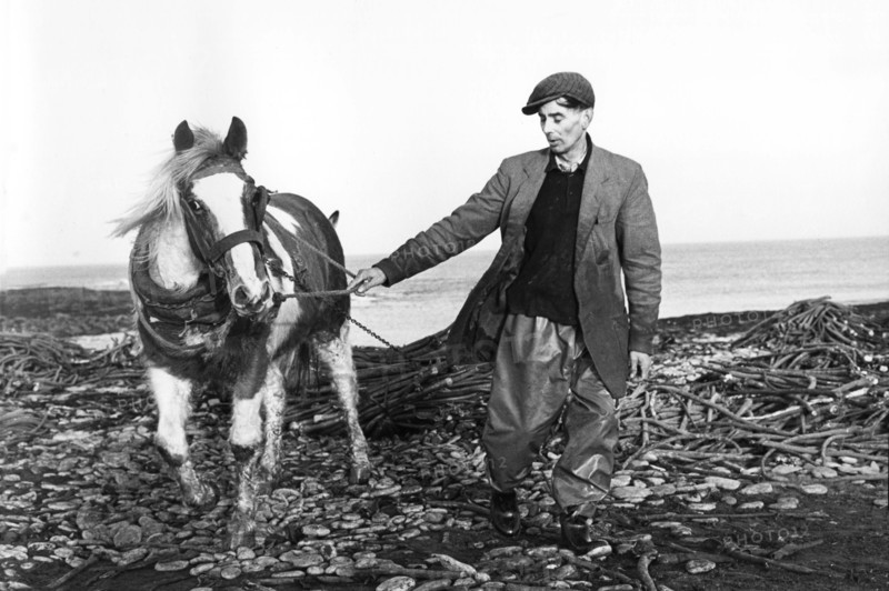 Harvesting weaweed, Co Sligo