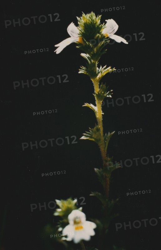 Eyebright (Euphrasia officinalis).