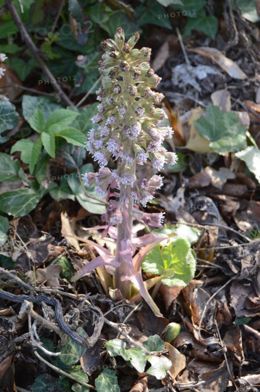 Winter Heleotrope