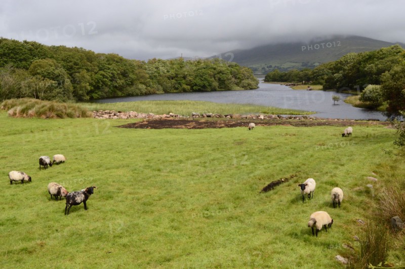 Sheep grazing by Furnace lake, County Mayo