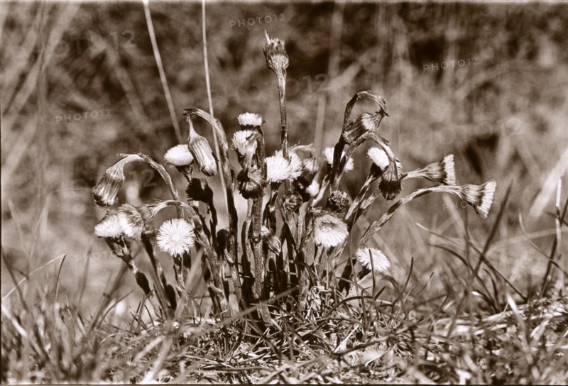 Tussilage fleuri
