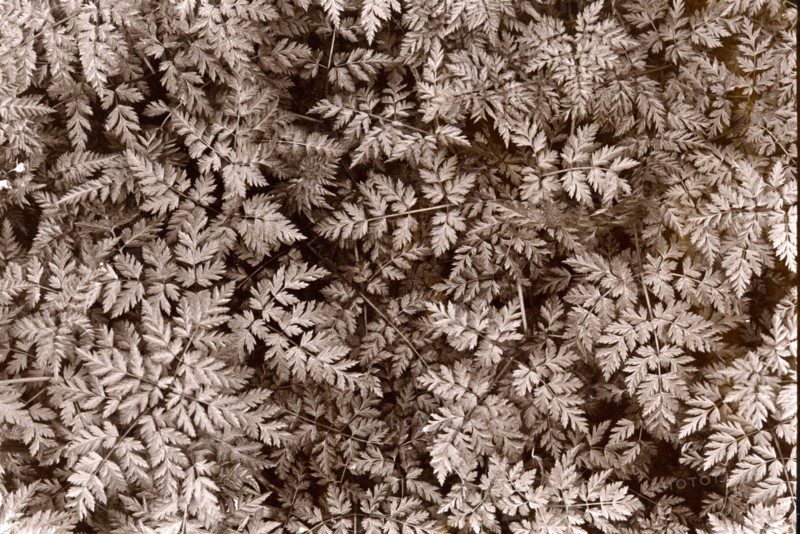 Cow parsley leaves (Anthriscus sylvestris).