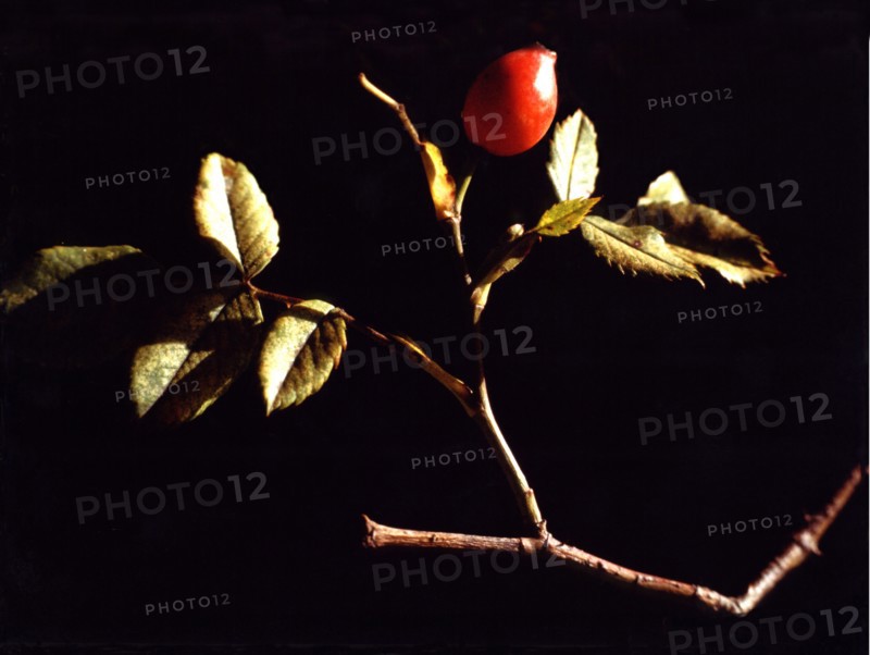Dog Rose, Rosa canina