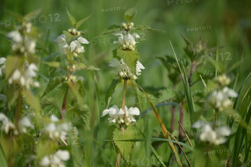 White Dead Nettle