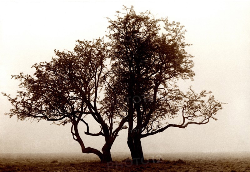 Hawthorn tree, Phoenix Park, Dublin