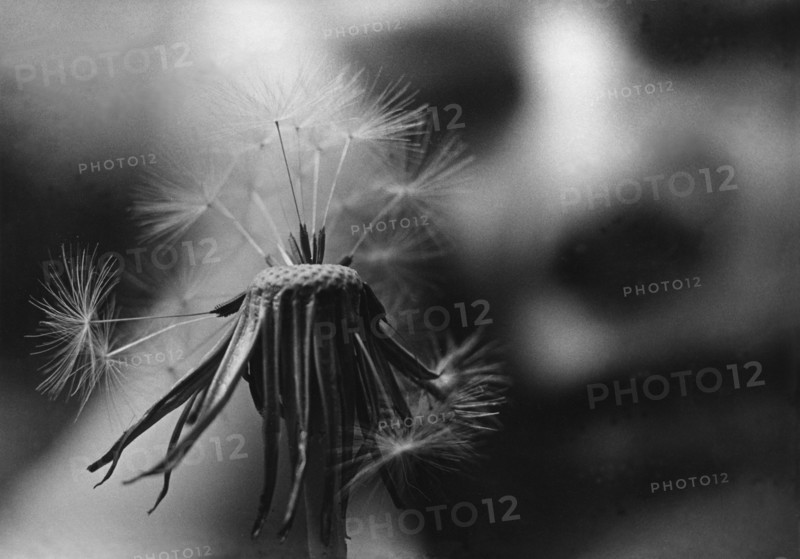 Dandelion, Taraxacum officinalis
