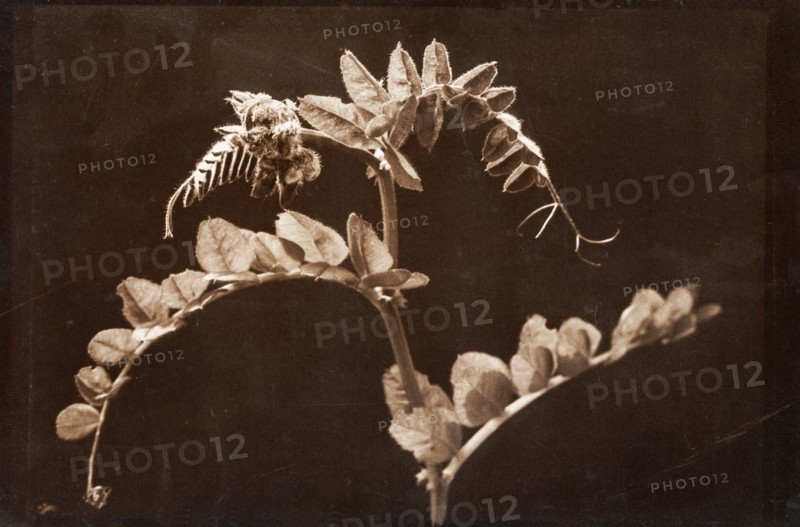 Vetch, Vicia
