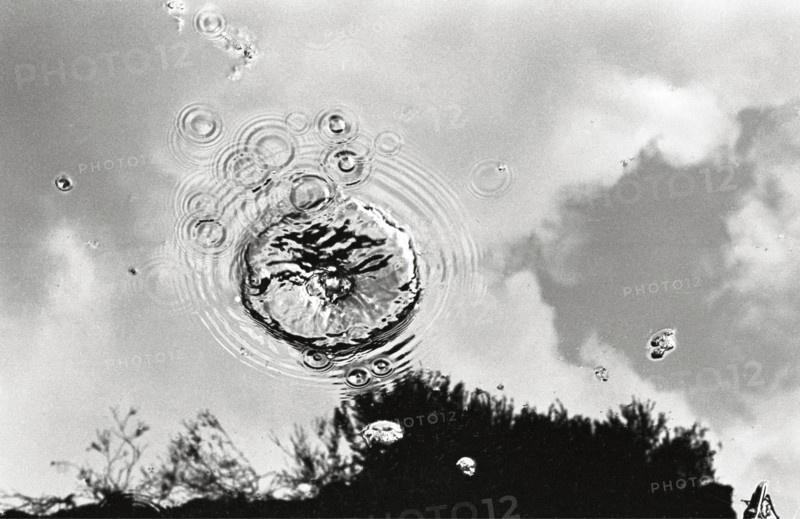 Splash in bog pool