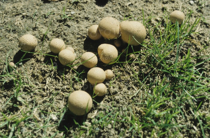 Puff Balls