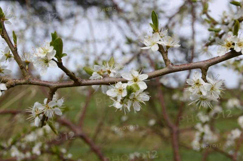 Blackthorn, Prunus spinosa