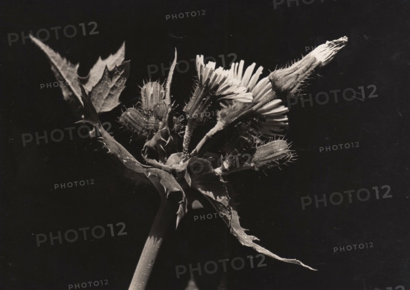 Sowthistle, Sonchus asper