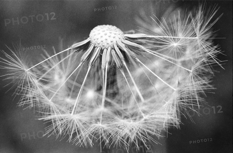 Dandelion, Taraxacum officinalis
