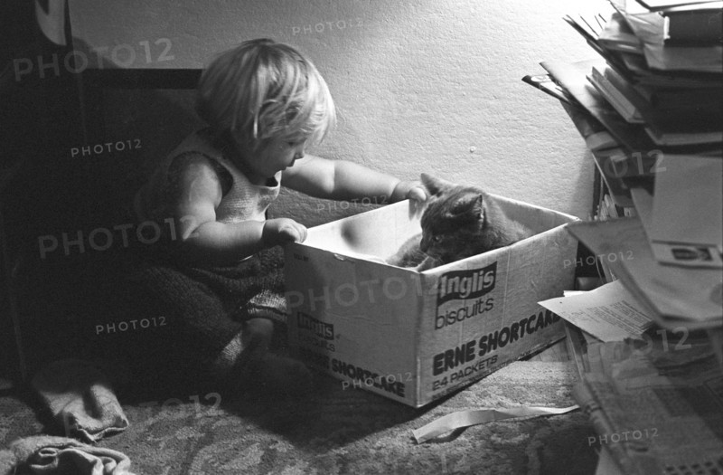 Cat in box