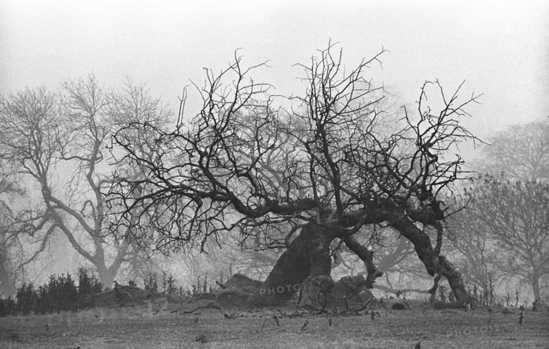 Fallen tree, Cooldrinagh, Leixlip, Co Kildare