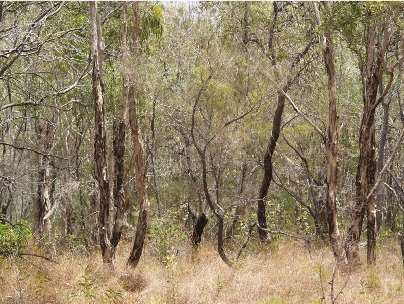 Noosa everglades, Australia