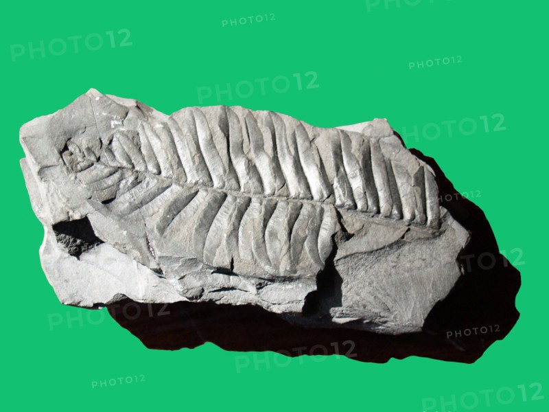 Fossil plant from coal, Castlecomber, Co Carlow