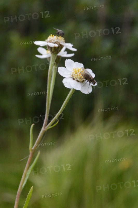 Achillée sternutatoire