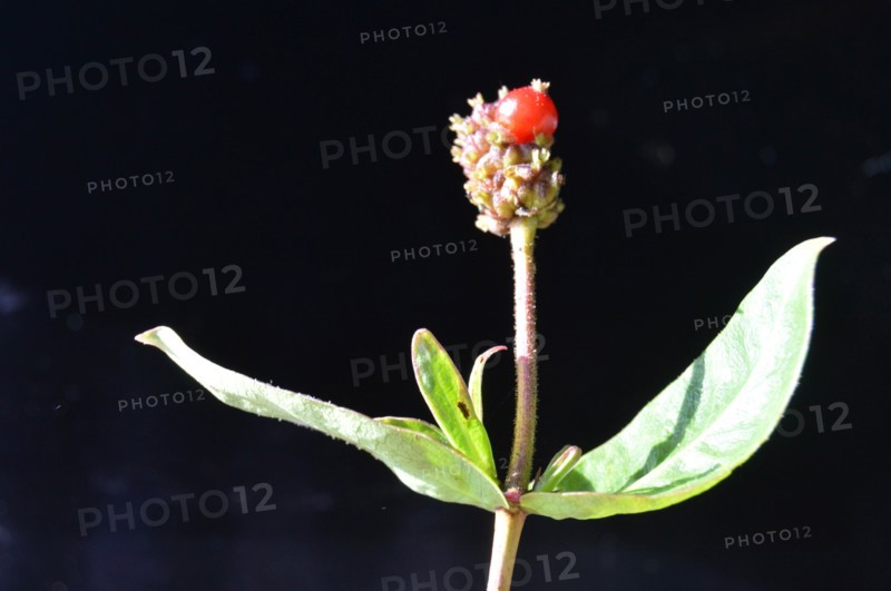 Honeysuckle