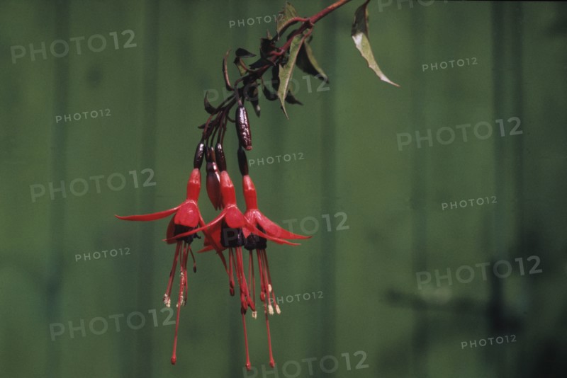 Fuschia de Magellan